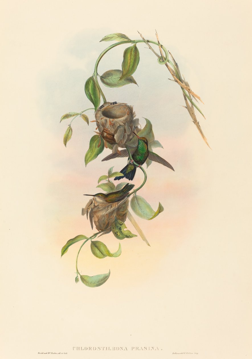 Chlorostilbona prasina (Puncheran
