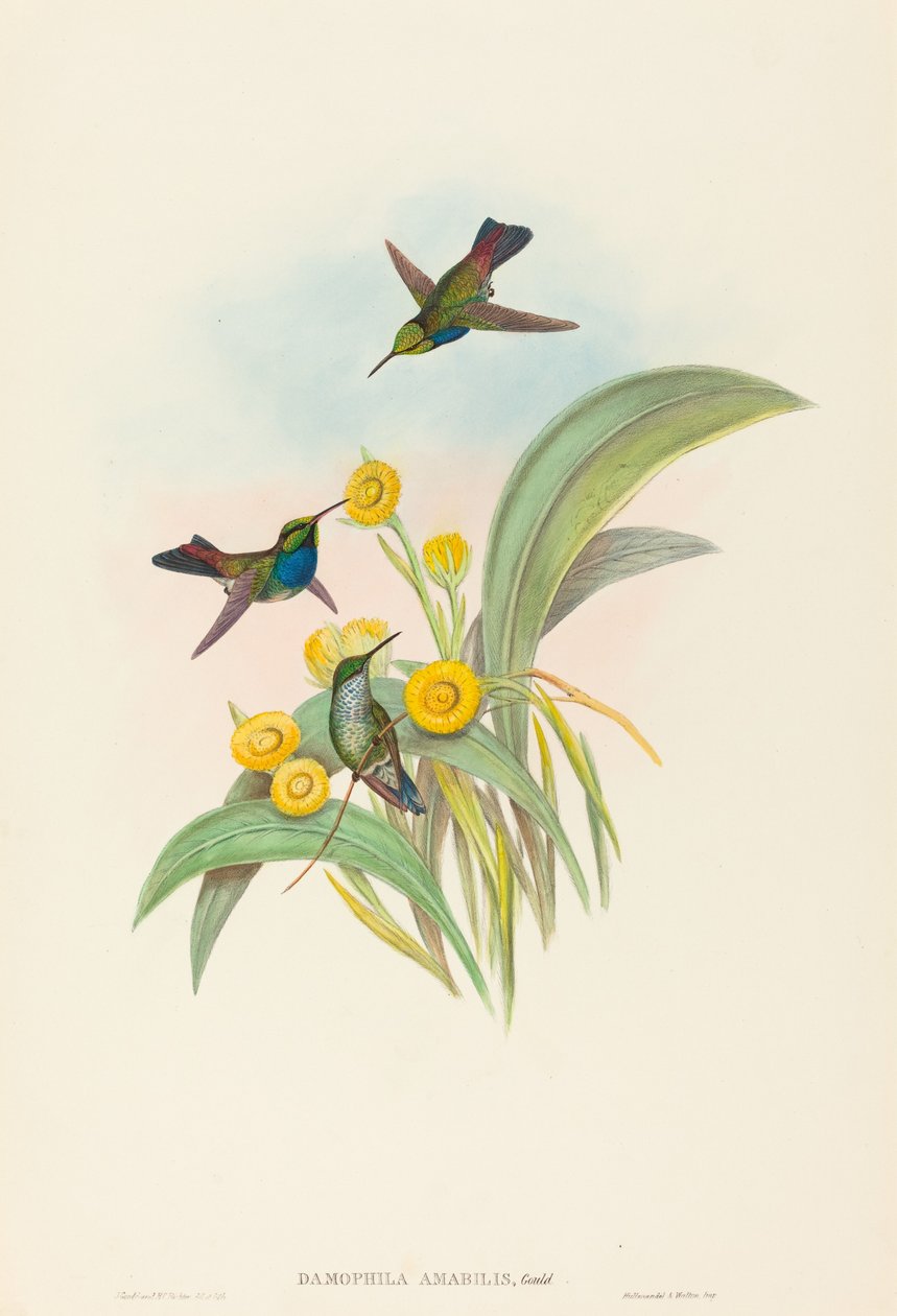 Damophila amabilis (kékmellű kolibri) alkotó: John Gould and H.C. Richter