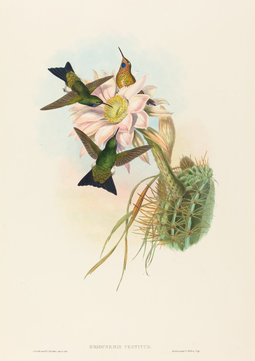 Glowing Puff-Leg (Glowing Puff-Leg) alkotó: John Gould and H.C. Richter