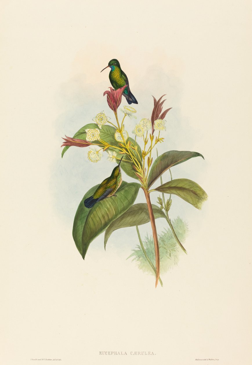 Kék állú zafír alkotó: John Gould and H.C. Richter