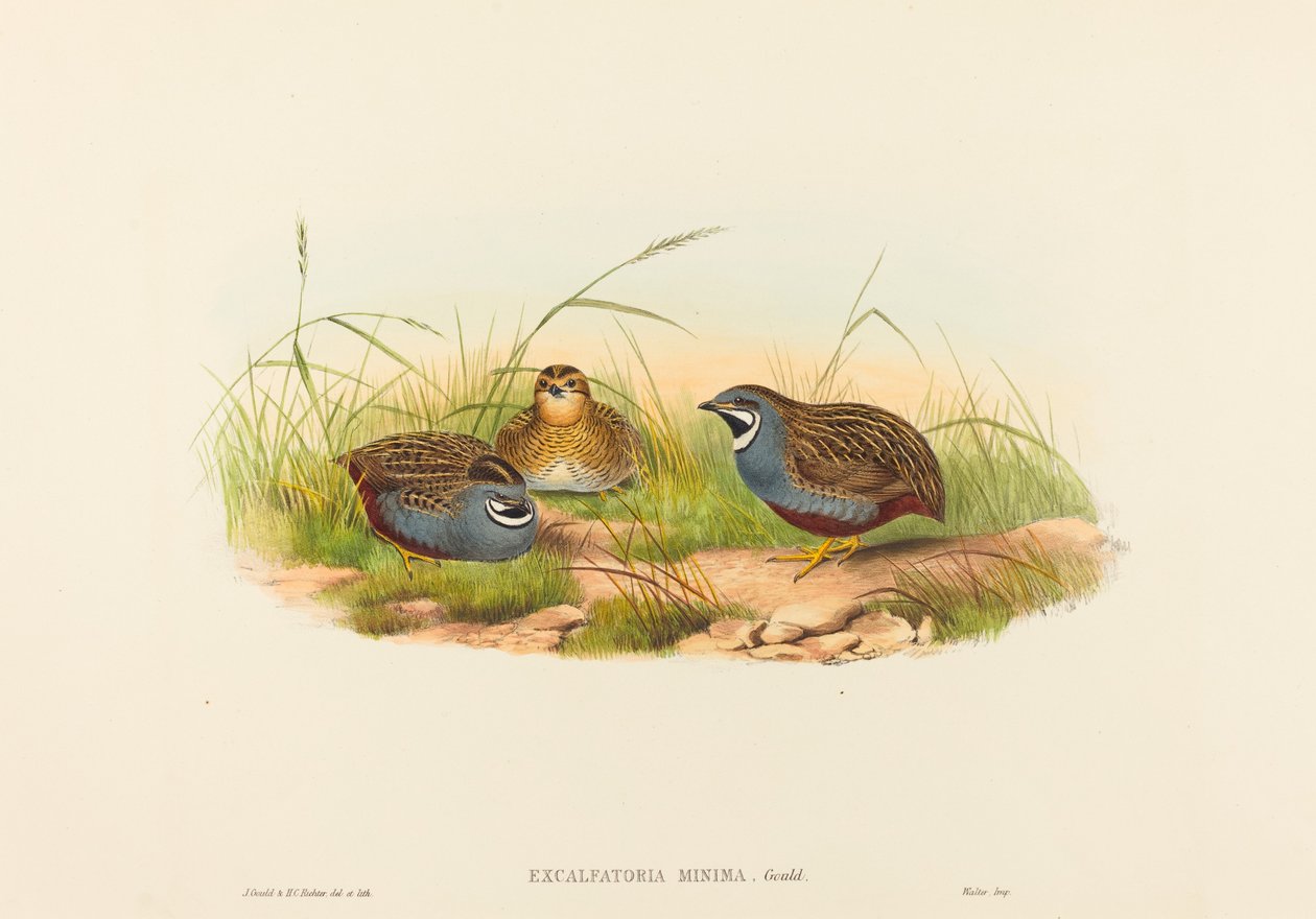 Excalftoria minima (kékmellű fürj) alkotó: John Gould and H.C. Richter