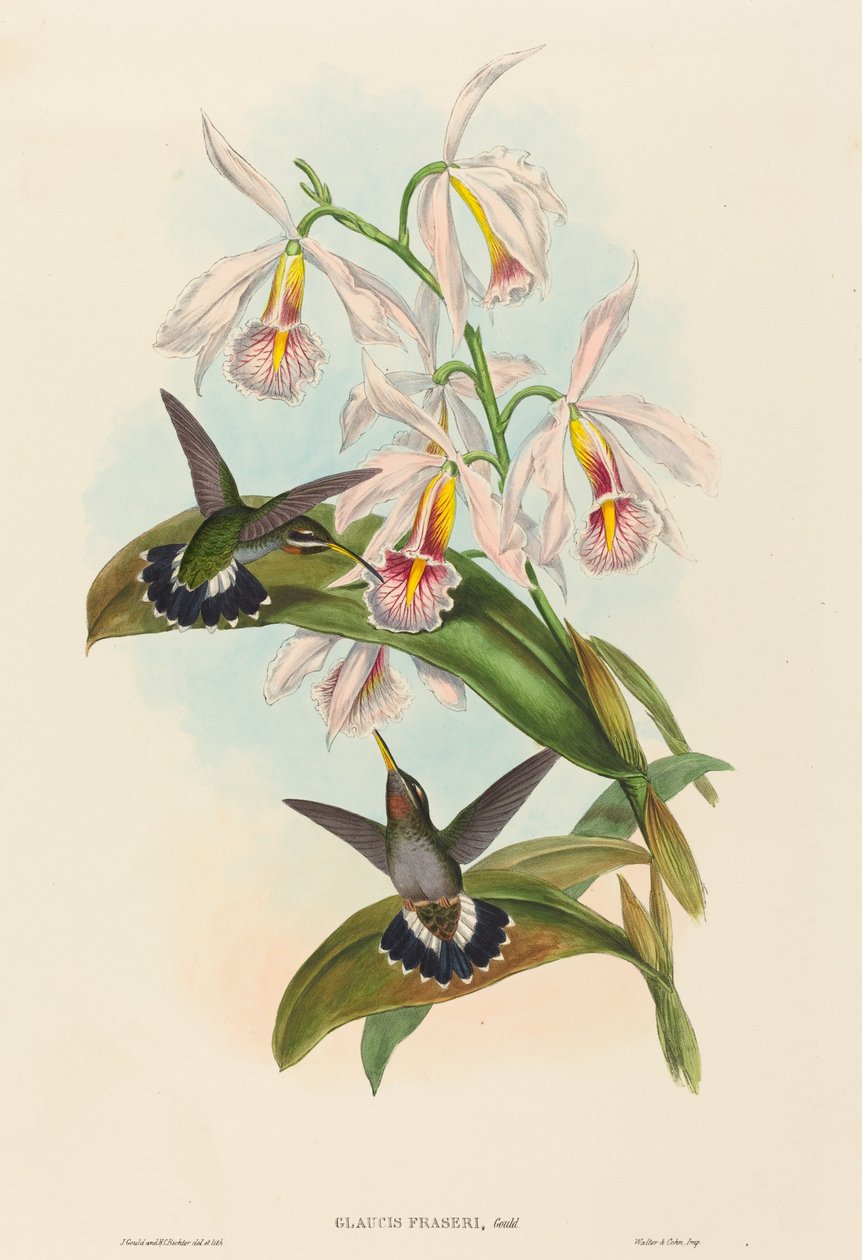 Glaucis fraseri (Fraser szögestorka) alkotó: John Gould and H.C. Richter