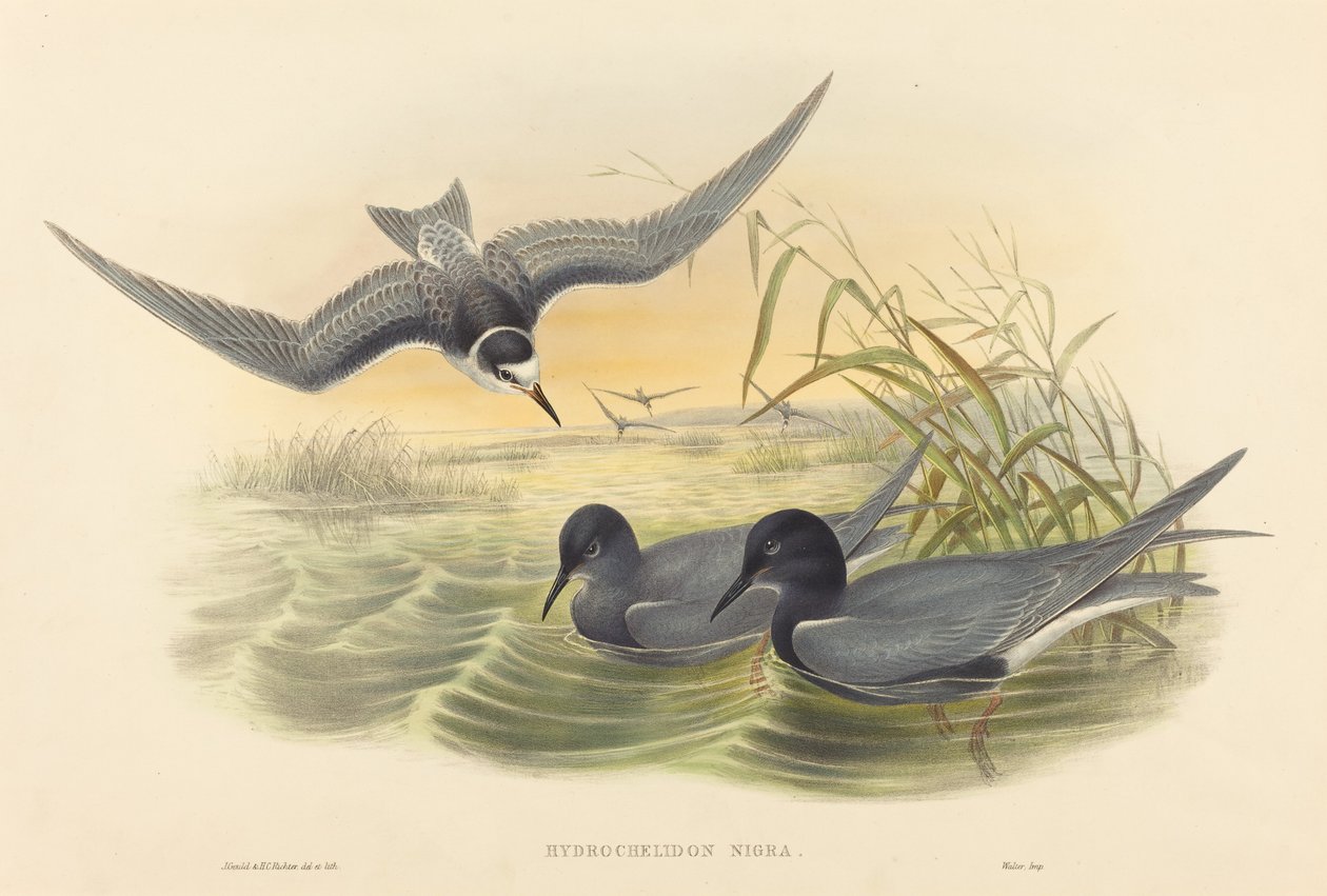 Hydrochelidon nigra alkotó: John Gould and H.C. Richter