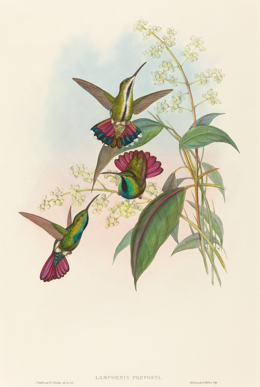 Lampornis prépost alkotó: John Gould and H.C. Richter