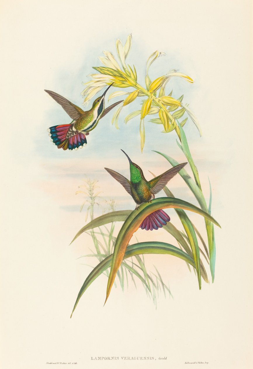 Lampornis veraguensis (Veraguan Mango)   1251004   hu       hungarian Successfully Translated  Original: Vossenvuren op Oudejaarsavond bij de Shozoku netelboom in Oji Oji Shozoku enoki omisoka no kitsunebi (title on object) Honderd beroemde gezichten op Ed alkotó: John Gould and H.C. Richter