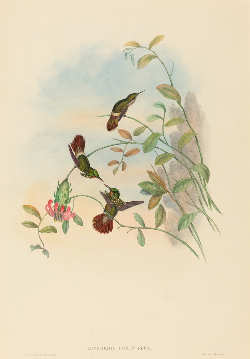 Lophornis chalybeus (Ünnepi kacér) alkotó: John Gould and H.C. Richter