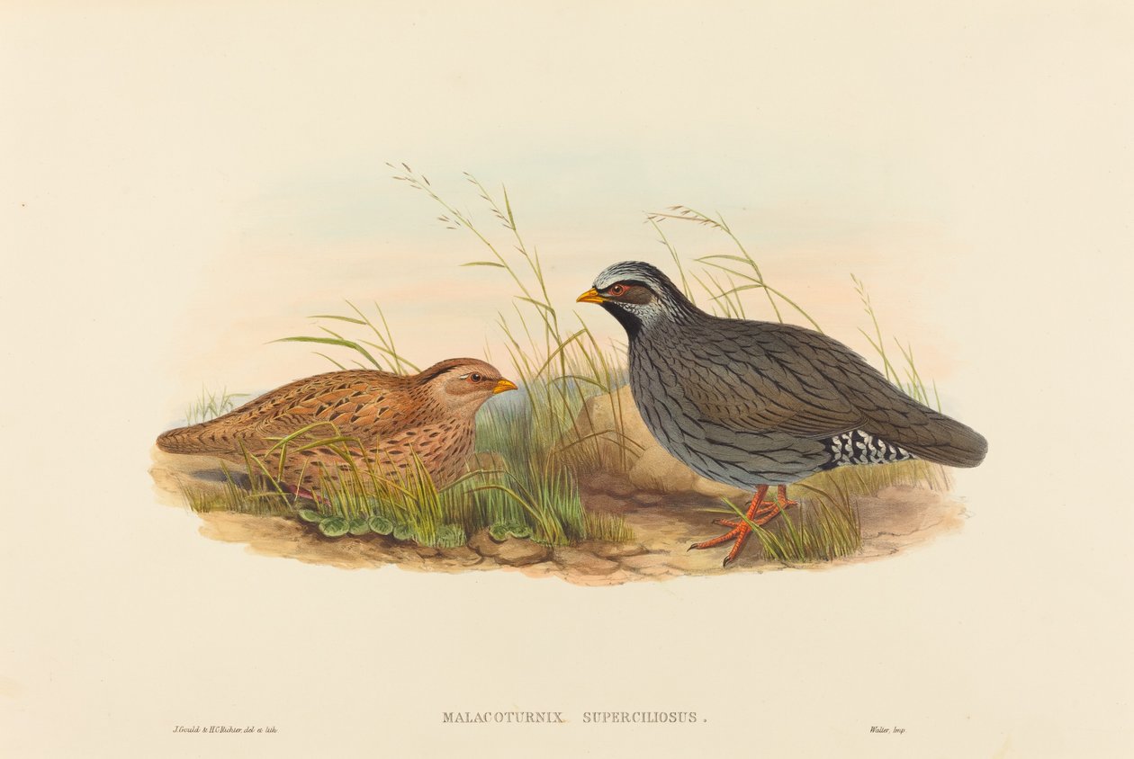 Malacoturnix superciliosus (hegyi fürj) alkotó: John Gould and H.C. Richter