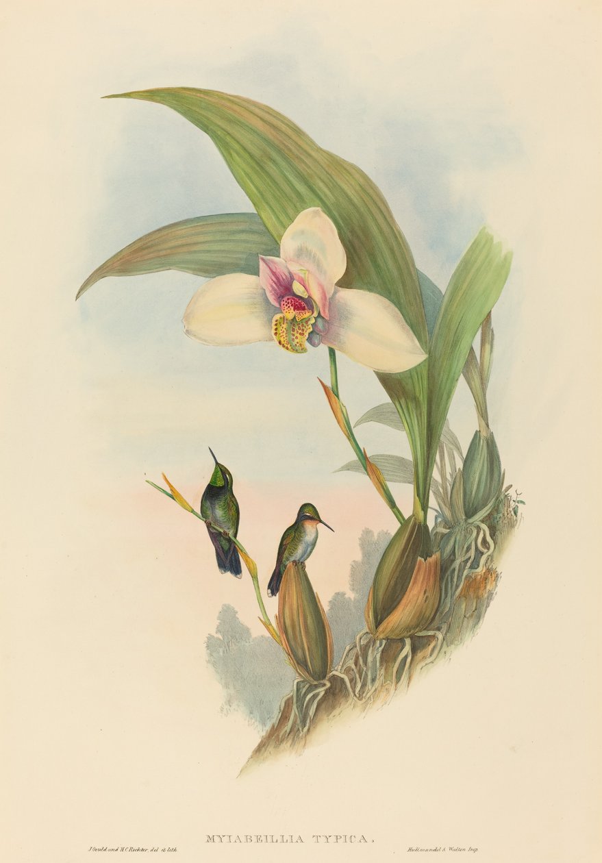 Myiabeillia typica (Abeille kolibri) alkotó: John Gould and H.C. Richter