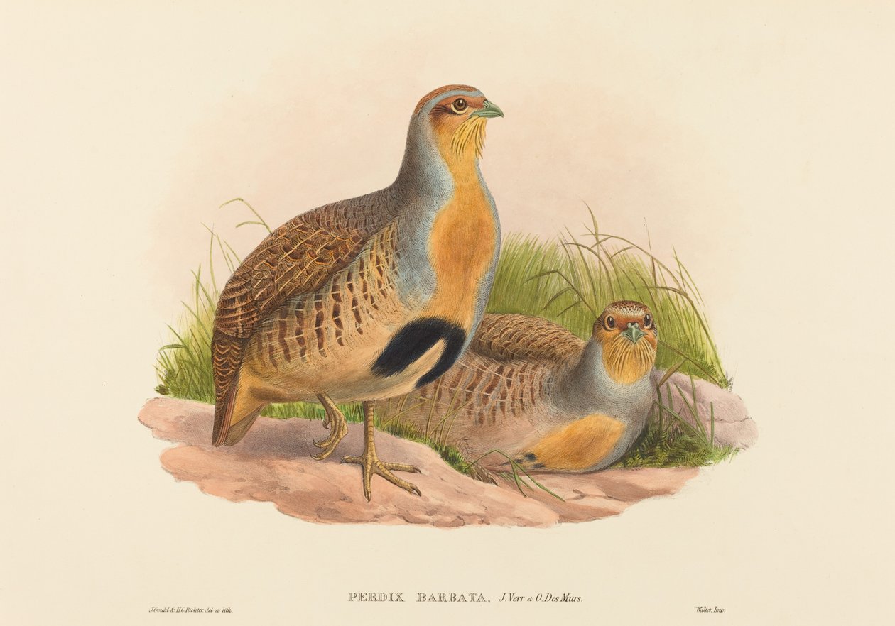 Perdix barbata (Daurian Partridge) alkotó: John Gould and H.C. Richter