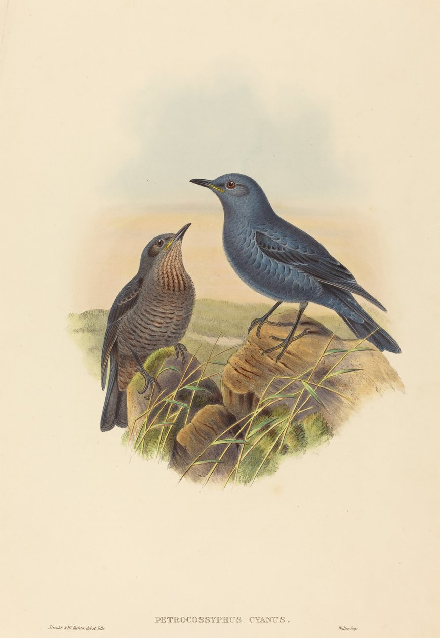 Petrocossyphus cyanus (kék sziklarigó) alkotó: John Gould and H.C. Richter