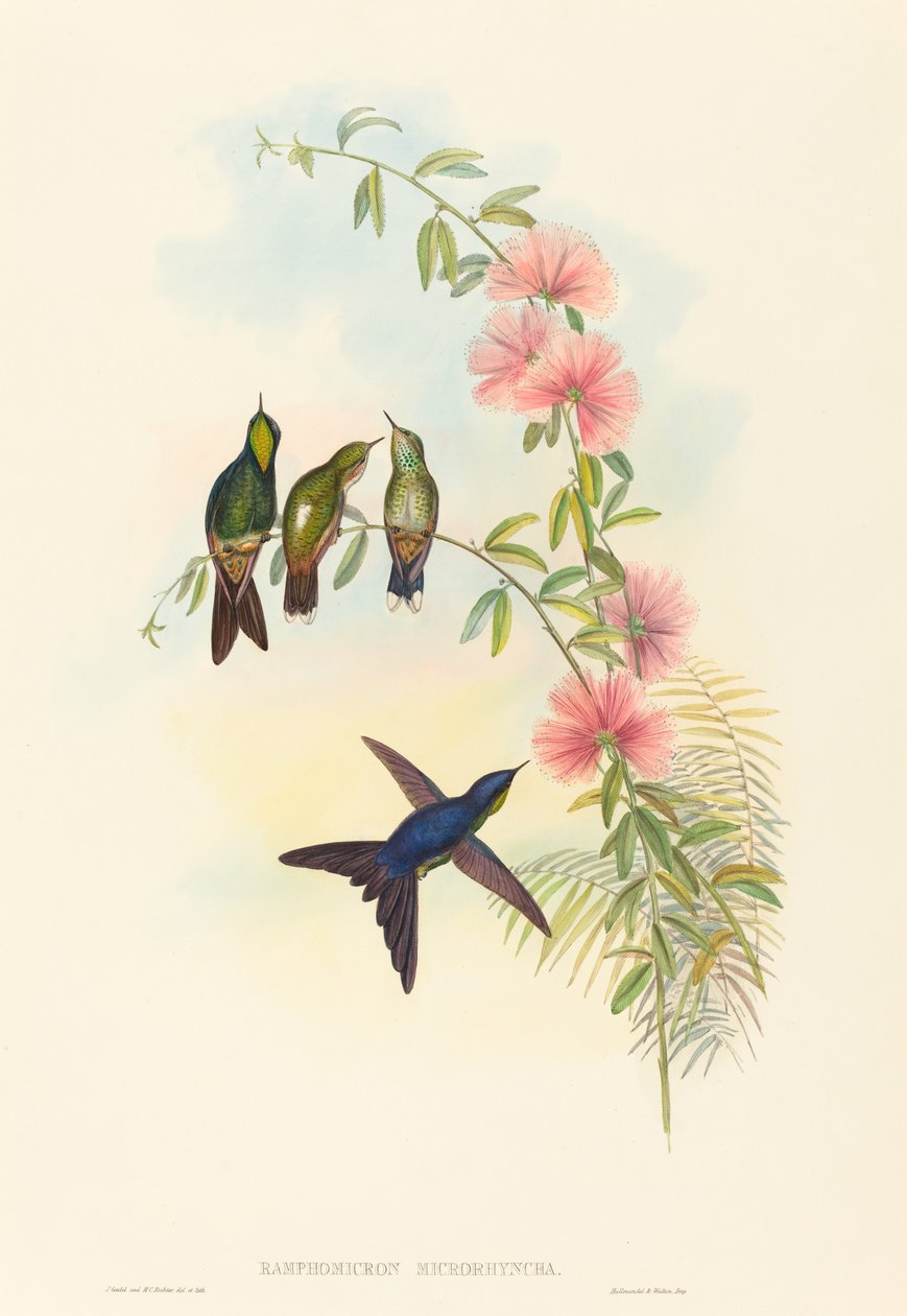 Ramphomicron microrhyncha (kiscsőrű töviscsőrű) alkotó: John Gould and H.C. Richter