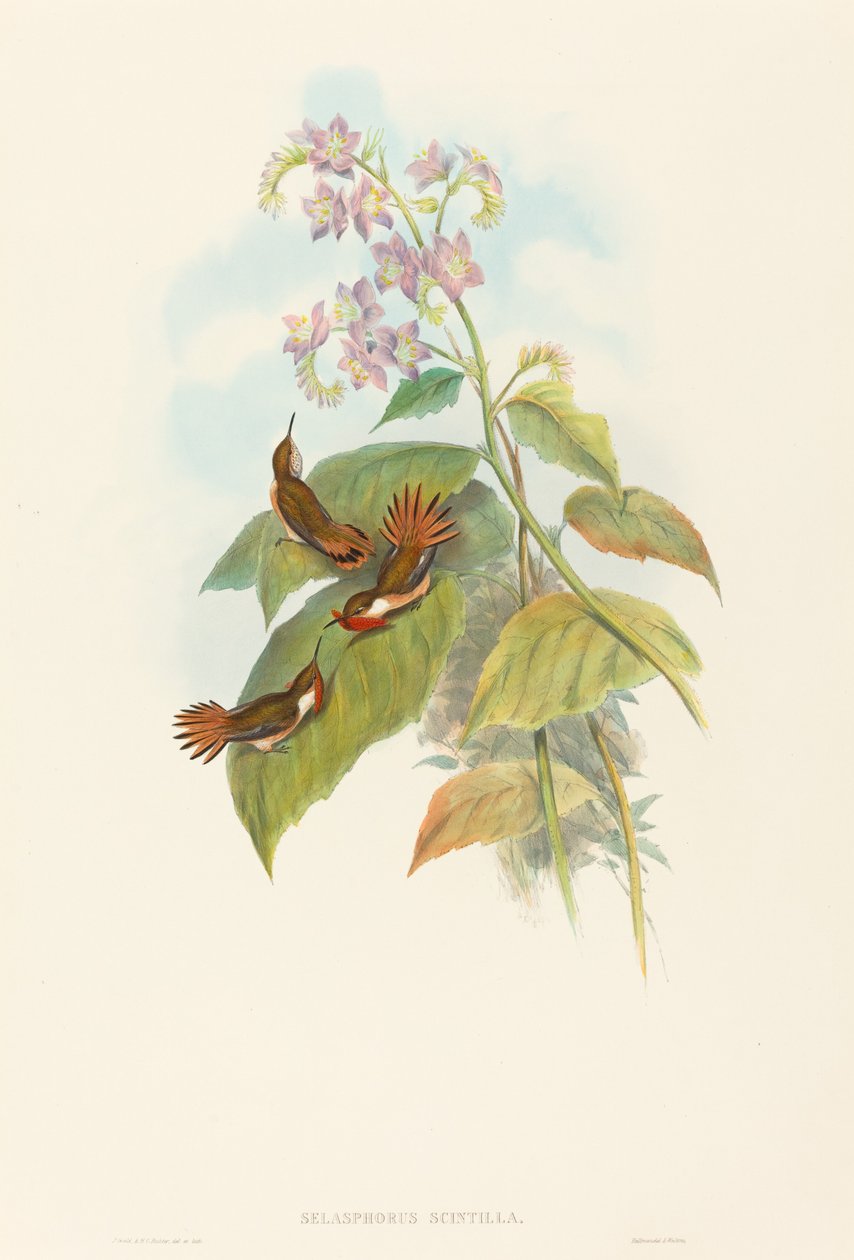 Csillogó kolibri alkotó: John Gould and H.C. Richter