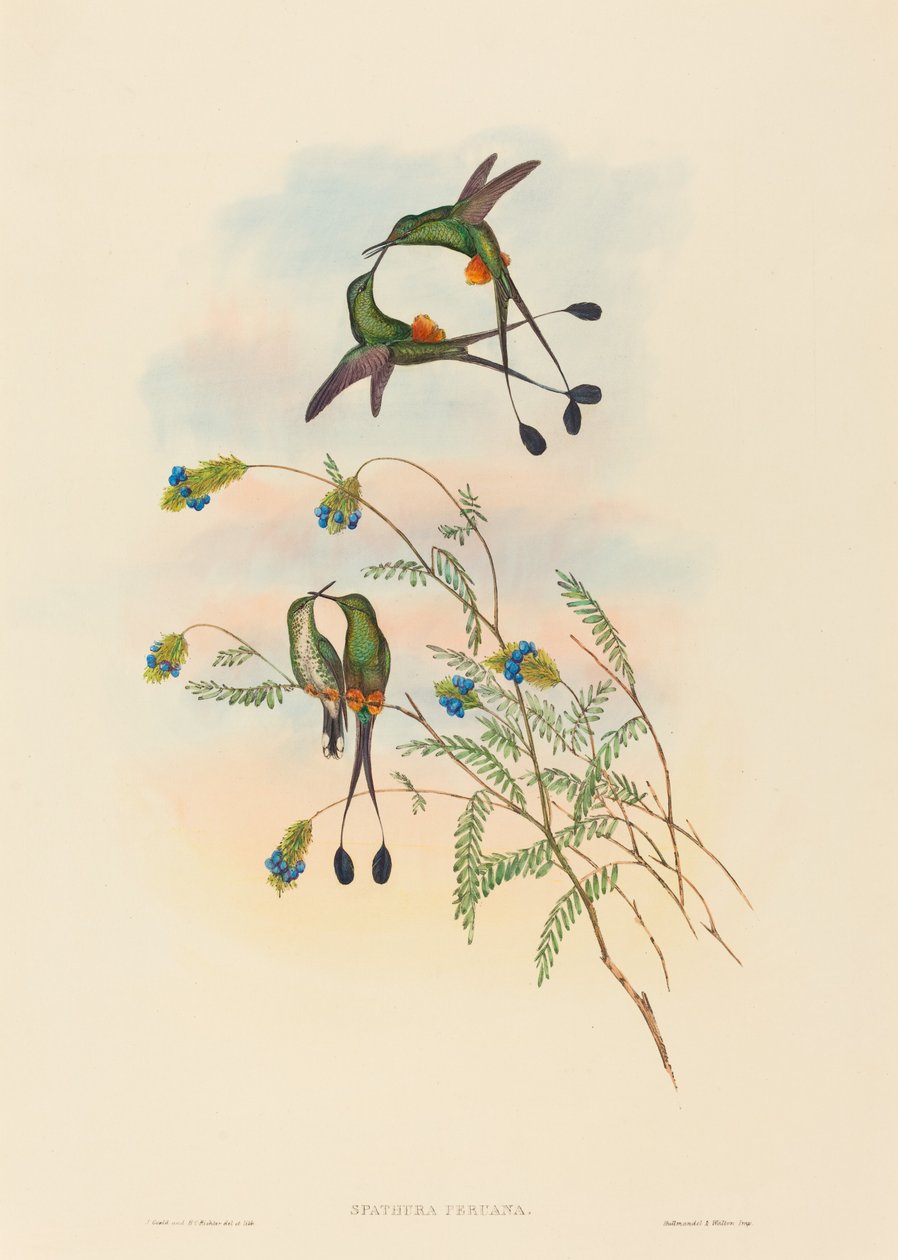 Spathura peruana (perui ütőfarkú) alkotó: John Gould and H.C. Richter