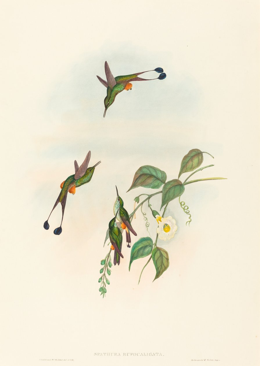 Spathura rufocaligata (piros csizmás ütőfarkú) alkotó: John Gould and H.C. Richter