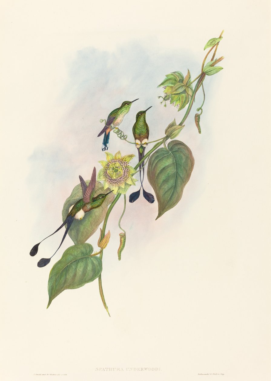 Spathura underwoodi (fehérlábú ütőfarkú) alkotó: John Gould and H.C. Richter