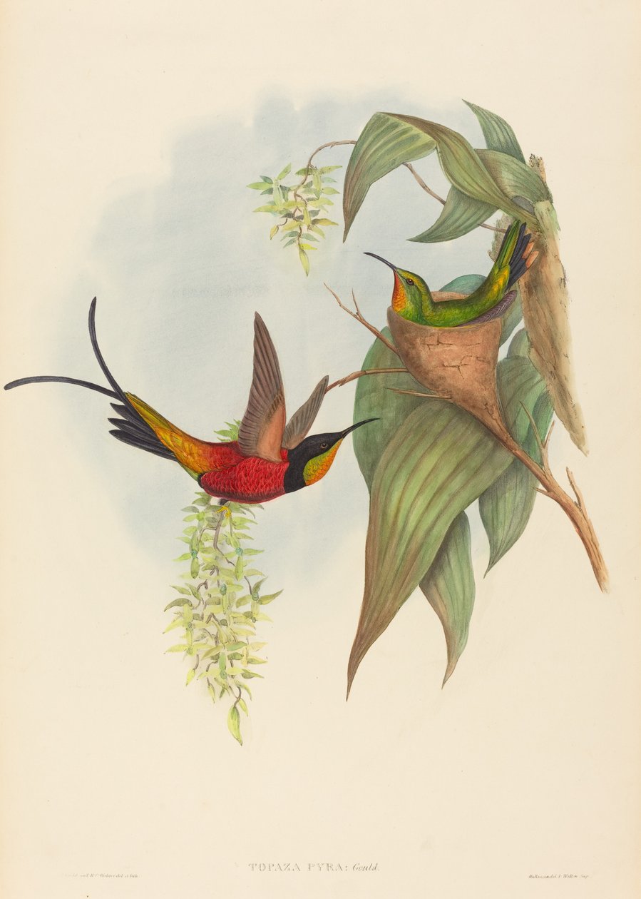 Topáz pira (Tündér Topáz) alkotó: John Gould and H.C. Richter