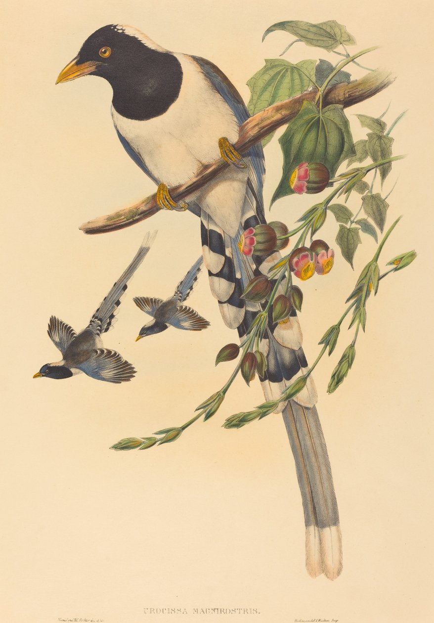 Urocissa magnirostris alkotó: John Gould and H.C. Richter