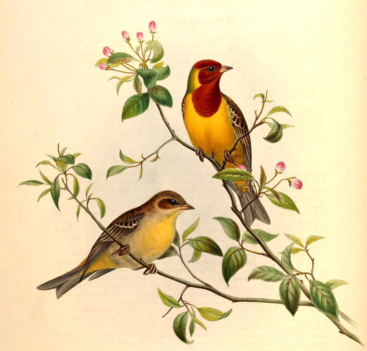 Vörösfejű sármány Emberiza bruniceps Brandt alkotó: John Gould and Henry C. Richter