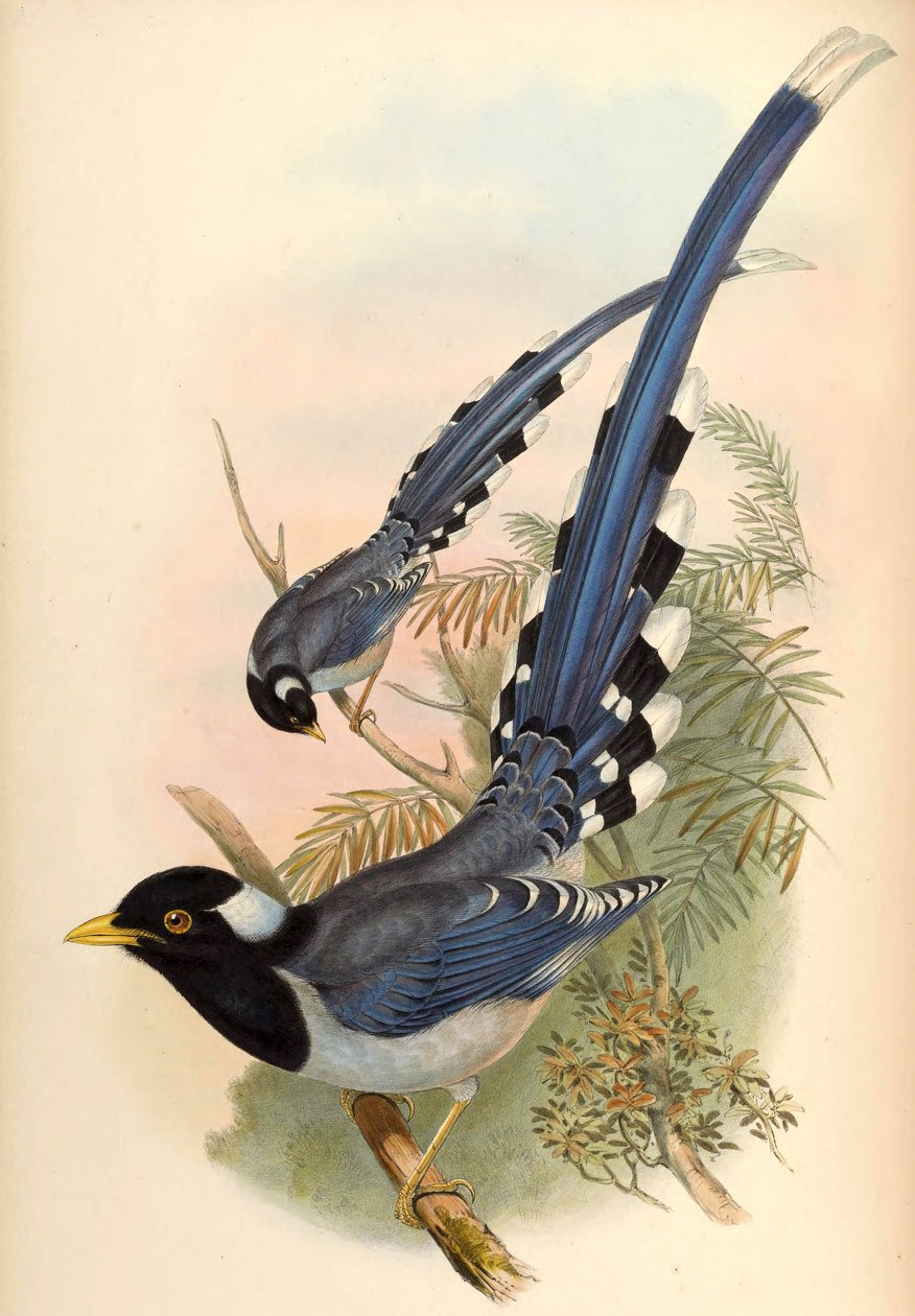 Sárgacsőrű kék szarka Urocissa flavirostris (Blyth) alkotó: John Gould and Henry C. Richter