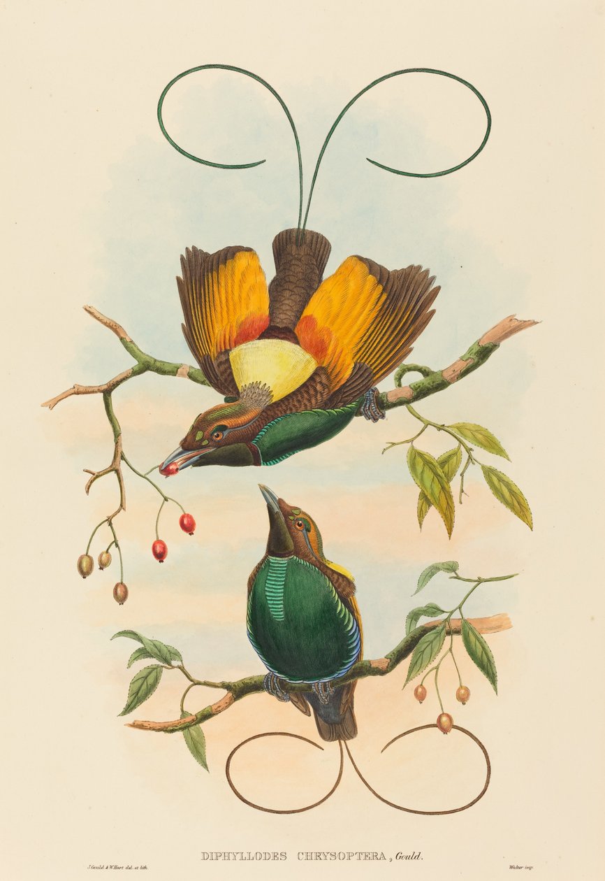 Diphyllodes chrysoptera (Csodálatos paradicsommadár) alkotó: John Gould and W. Hart