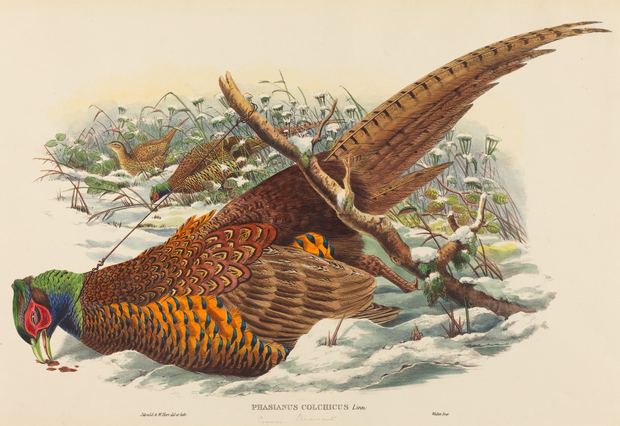 Phasianus colchicus (gyűrűsnyakú fácán) alkotó: John Gould and W. Hart