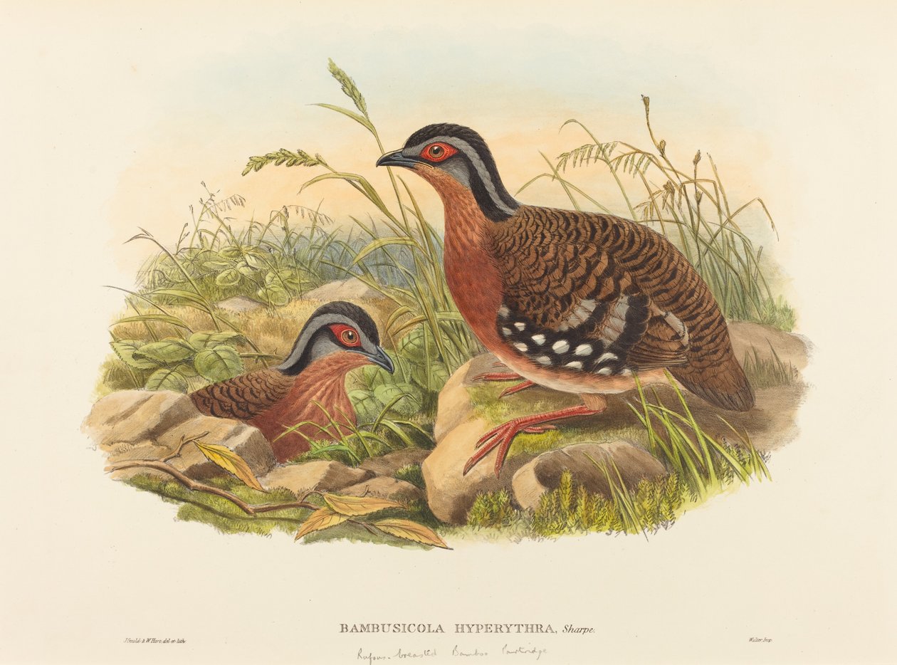 Rozsdás mellű bambusz fogoly (Bambusicola Hyperythra) alkotó: John Gould and W. Hart