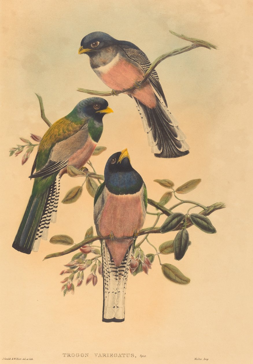 Trogan variegatus alkotó: John Gould and W. Hart
