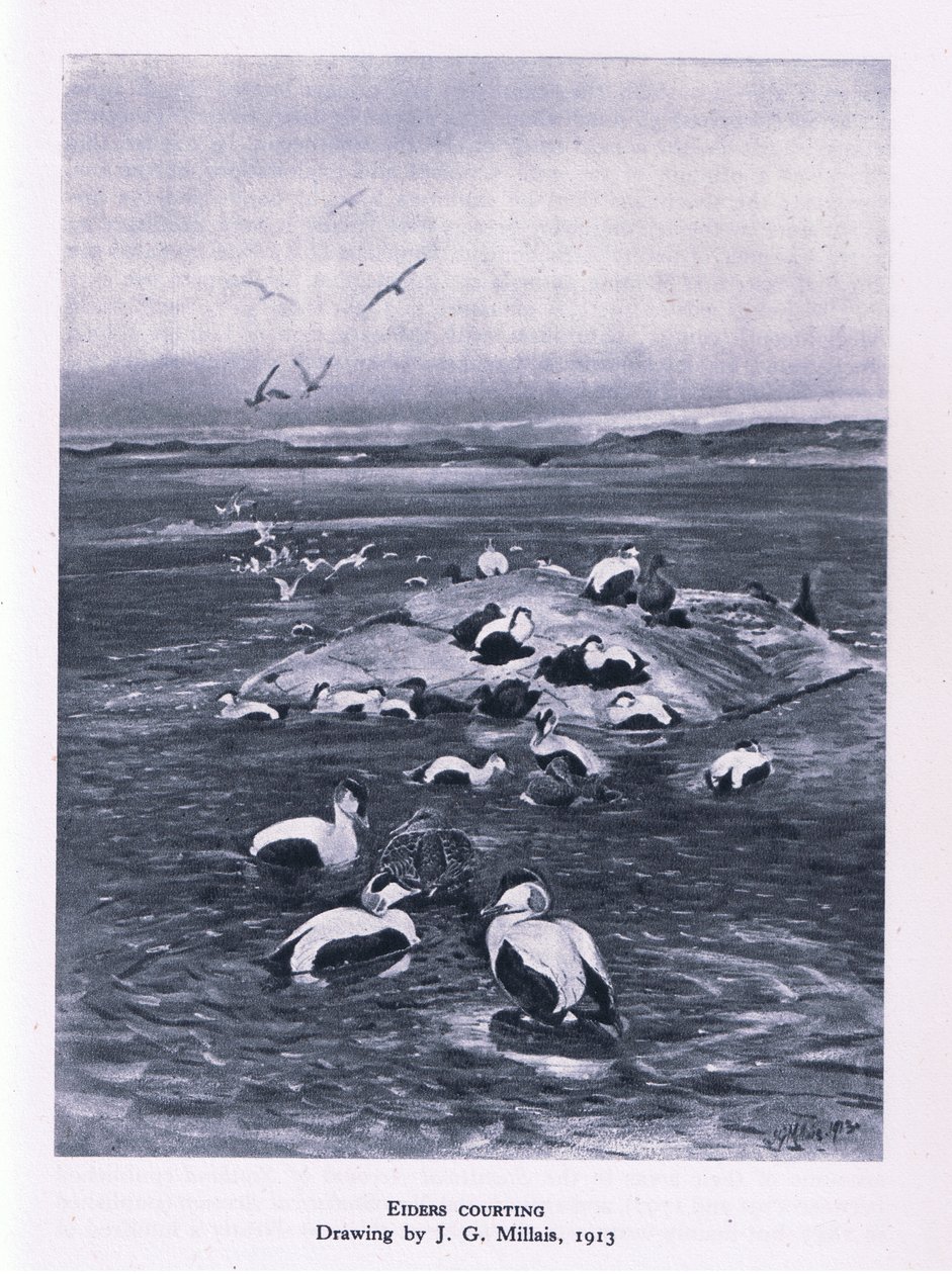 Eiders udvarlás, Nature in Britain, Collins, 1946 alkotó: John Guille Millais
