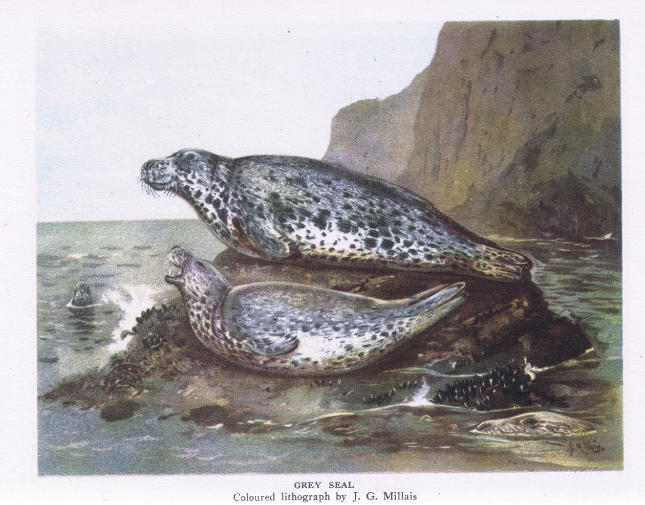 Gray Seals, Nature in Britain, Collins, 1946 alkotó: John Guille Millais