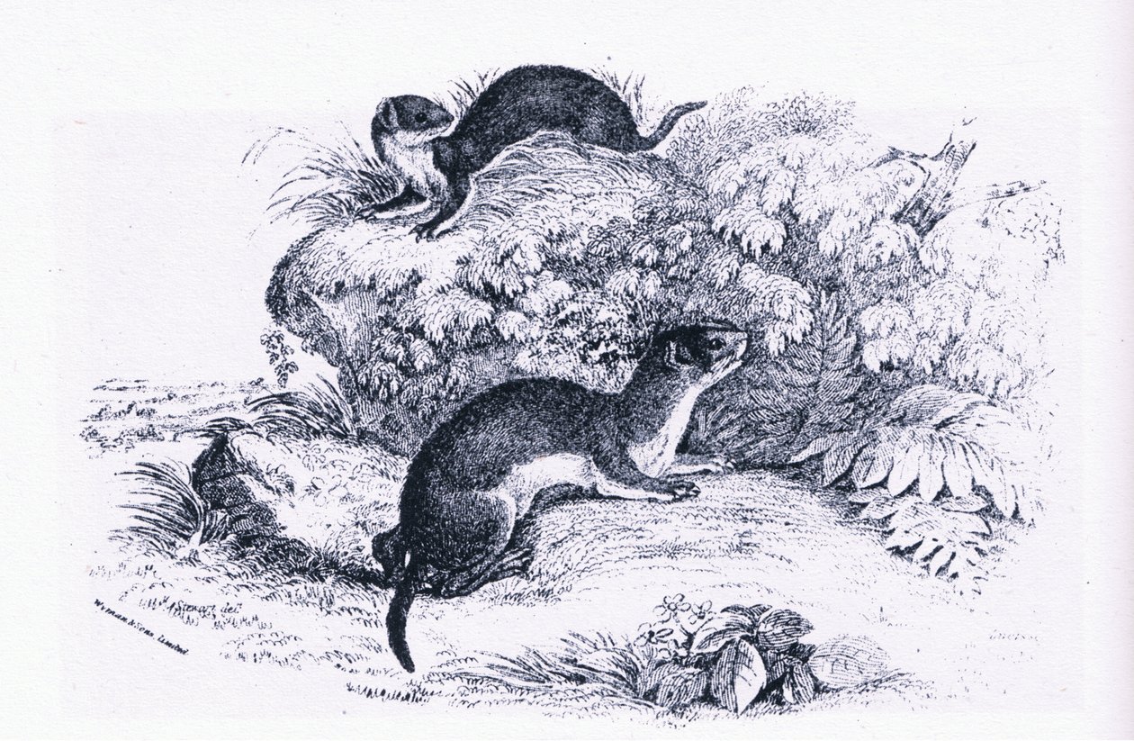 Studies of Badgers, Nature in Britain, Collins alkotó: John Guille Millais