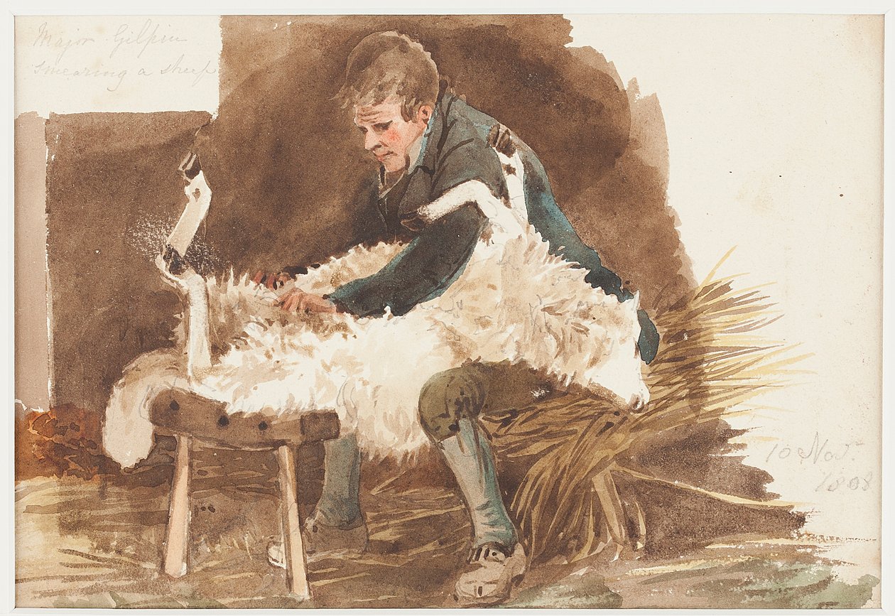 Nyíró juh, 1808 (wc papíron) alkotó: John Harden