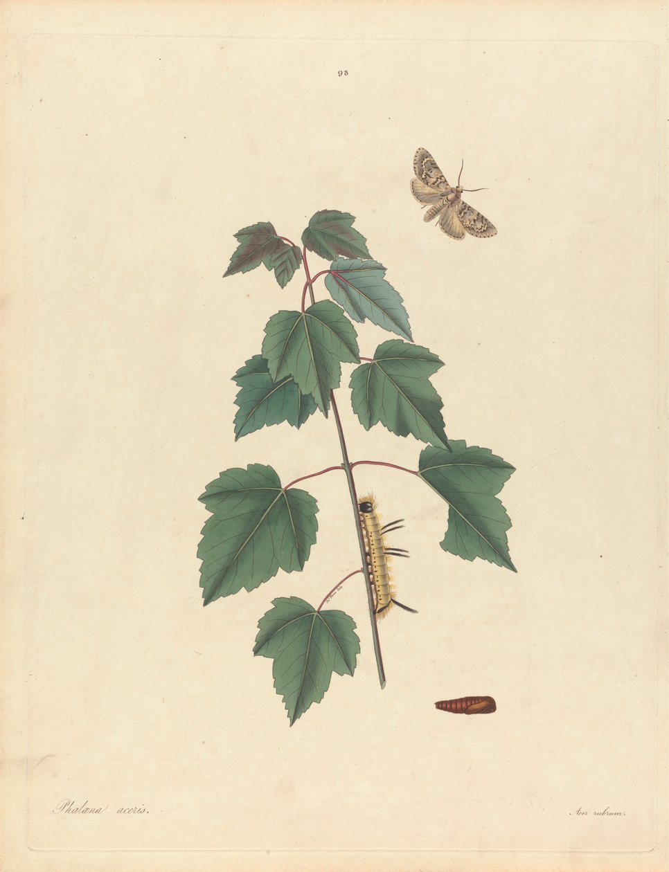 Phalaena Aceris. Acer Rubrum (Grey Maple Moth, Red Maple), 93. tábla, James Edward Smith, "Georgia ritkább lepkék rovarainak természettörténete", London, 1797 alkotó: John Harris the Elder
