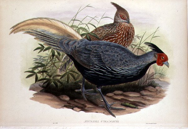 Euplocamus Lineatus, metszett T. Walter, London, kocsma. 1850-83 között (kézzel színezett litó) alkotó: John and Hart William (after) Gould