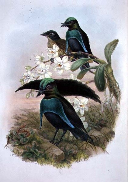 Lophornina - Kiváló paradicsommadár (színes litho) alkotó: John and Hart William (after) Gould