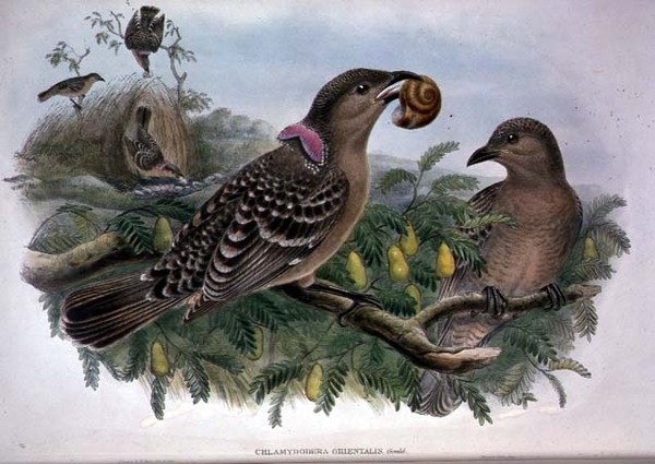 Chlamydera Orientalis (színes litho) alkotó: John and Hart William Gould