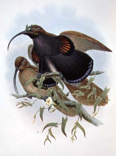 Drepanornis Albertisi (színes litó) alkotó: John and Hart William Gould
