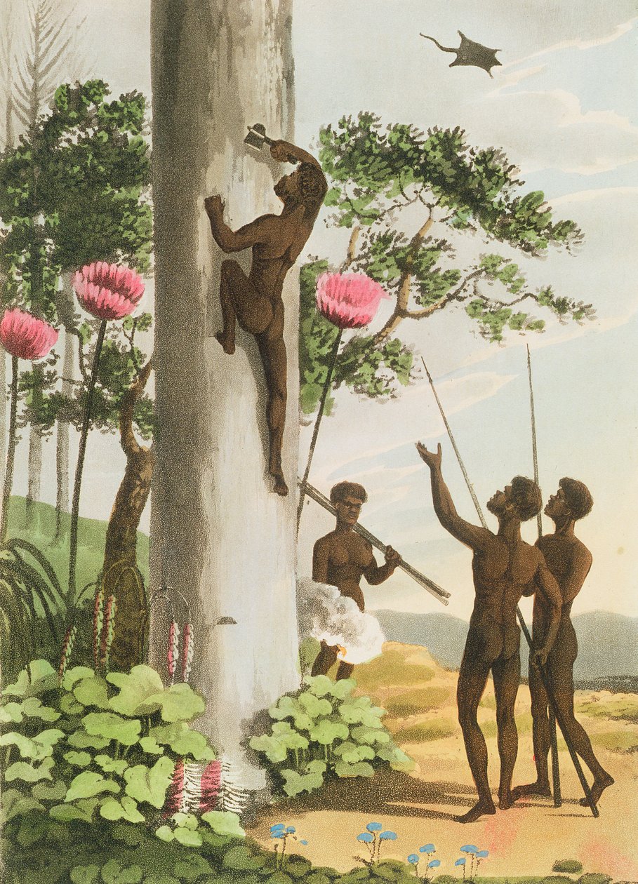 Fára mászó őslakosok Új-Dél-Walesben, metszette Matthew Dubourg (1813-1820) pub. 1813 alkotó: John Heaviside Clark
