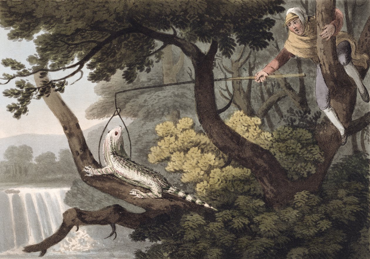Mexikói gyíkfogó, metszett Matthew Dubourg (fl.1785-1820), kiadó: Edward Orme, 1813 alkotó: John Heaviside Clark