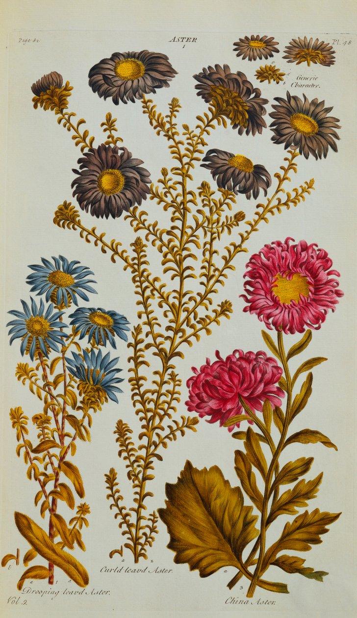 Aster, 1759-73 alkotó: John Hill