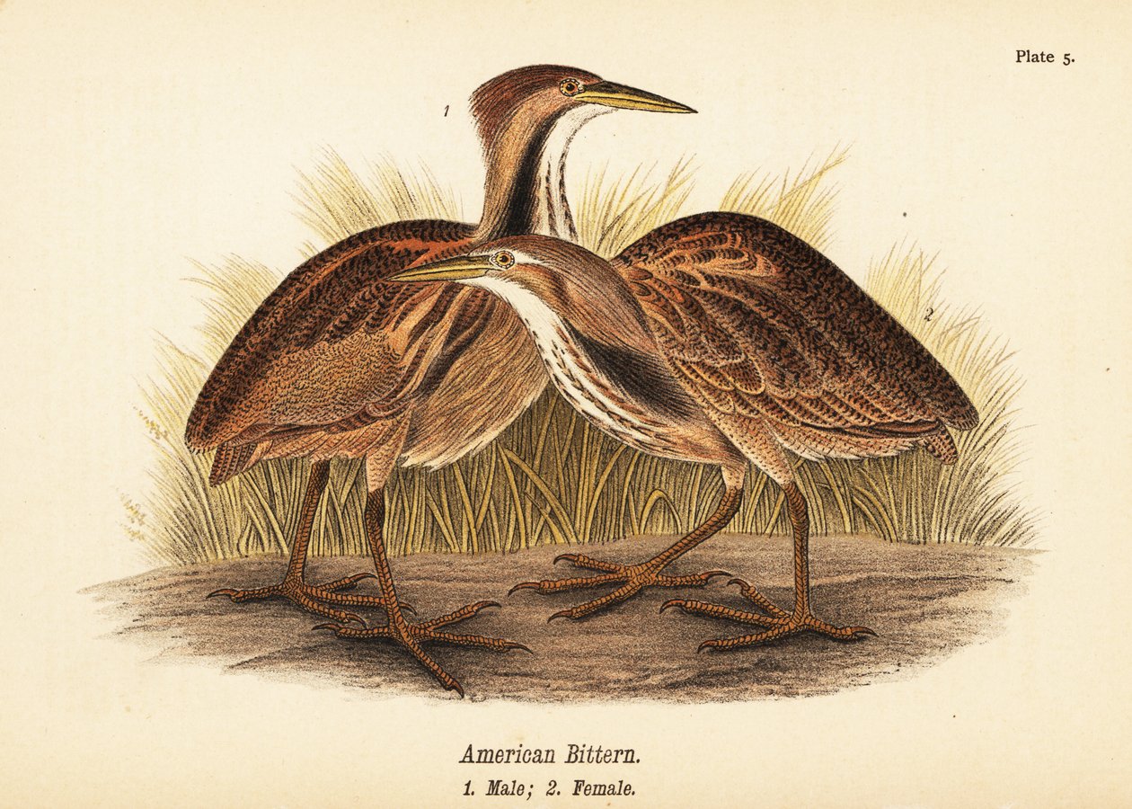 Amerikai keserű, Botaurus lentiginosus, hím 1, nőstény 2 alkotó: John James (after) Audubon