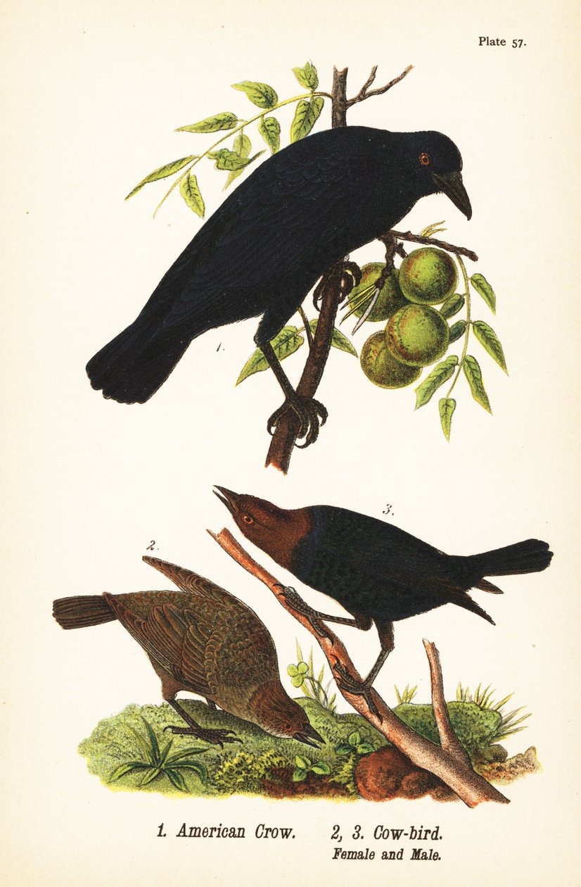 amerikai varjú, Corvus brachyrhynchos 1 és barna fejű tehénmadár, Molothrus ater, nőstény 2 és hím 3 alkotó: John James (after) Audubon