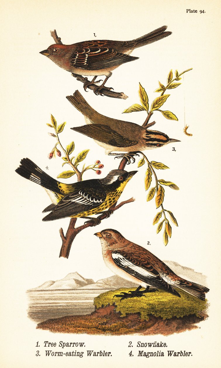 Amerikai faveréb, Spizelloides arborea 1, hópehely vagy hósármány, Plectrophenax nivalis 2, féregevő poszáta, Helmitheros vermivorum 3 és magnólia poszáta, Setophaga magnolia 4 alkotó: John James (after) Audubon