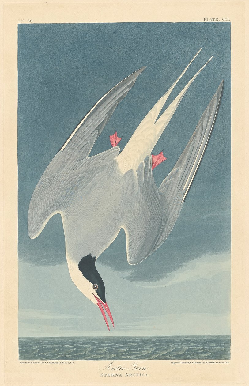 Sarkvidéki csér alkotó: John James (after) Audubon