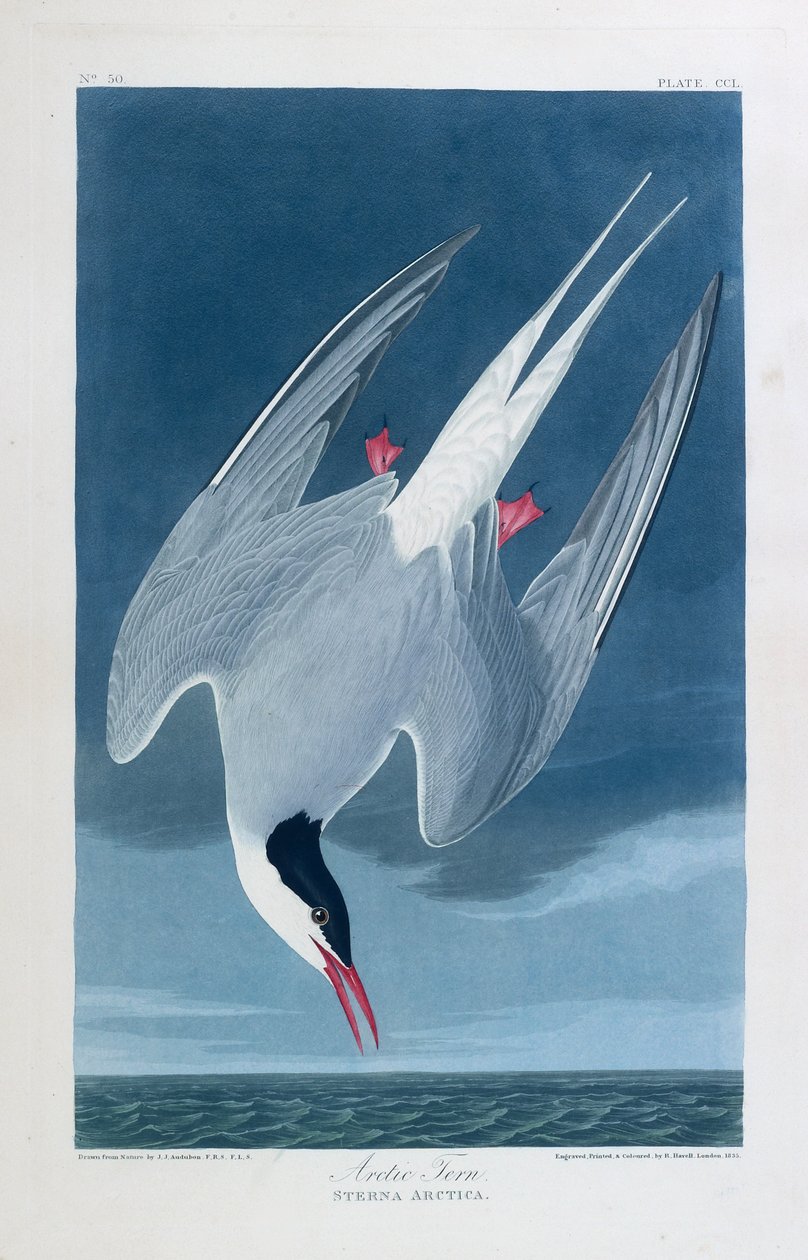 Sarki csér, Amerika madarai alkotó: John James (after) Audubon