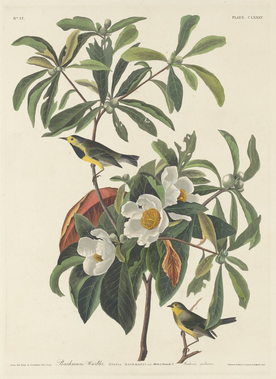 Bachman pacsirta alkotó: John James (after) Audubon