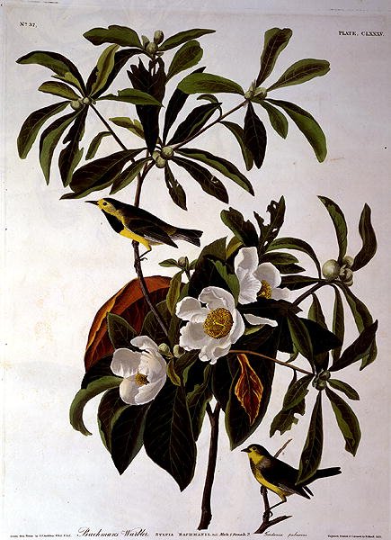 Bachman pacsirta, az Amerika madaraiból, metszett: Robert Havell (1793-1878) 1833 (színes metszet) alkotó: John James (after) Audubon