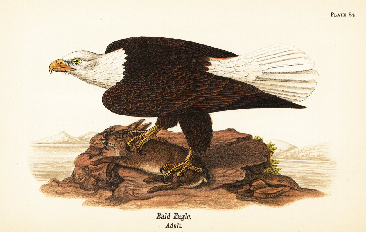 Kopasz sas, Haliaeetus leucocephalus, kifejlett nyúl zsákmányával alkotó: John James (after) Audubon