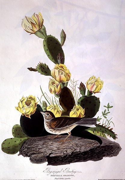 Öbölszárnyú sármány, az Amerika madaraiból, vésette Robert Havell (1793-1878) 1830 (színes metszet) alkotó: John James (after) Audubon