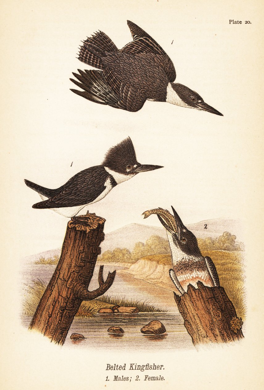 Öves jégmadár, Megaceryle alcyon, kan 1, szuka 2 alkotó: John James (after) Audubon