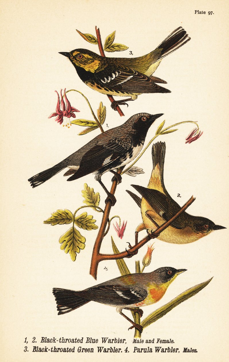 Fekete torkú kék poszáta, Setophaga caerulescens 1,2, fekete torkú zöld poszcsa, Setophaga virens 3 és északi parula, Setophaga americana 4 alkotó: John James (after) Audubon